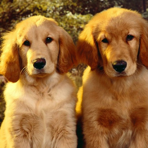 best shoo for golden retriever golden retriever shop γκόλντεν ριτρίβερ golden retriever cheapet pet shop best shoo for golden retriever golden retriever shop γκόλντεν ριτρίβερ golden retriever cheapet pet shop