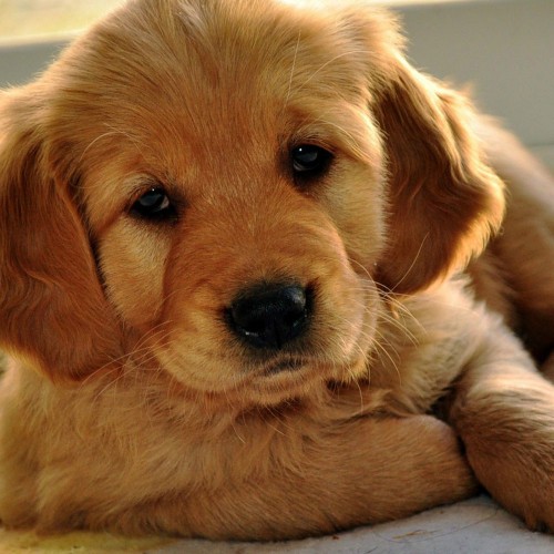 shoo for golden retriever golden retriever shoo γκόλντεν ριτρίβερ golden retriever cheapet pet shop shoo for golden retriever golden retriever shoo γκόλντεν ριτρίβερ golden retriever cheapet pet shop