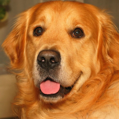 cheap golden retrievers γκόλντεν ριτρίβερ golden retriever cheapet pet shop cheap golden retrievers γκόλντεν ριτρίβερ golden retriever cheapet pet shop