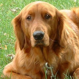 golden retriever shop γκόλντεν ριτρίβερ golden retriever cheapet pet shop golden retriever shop γκόλντεν ριτρίβερ golden retriever cheapet pet shop