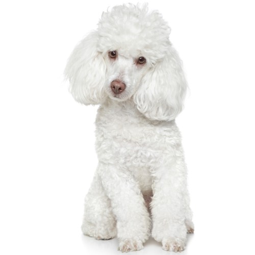 caniche-white-500x500.jpg