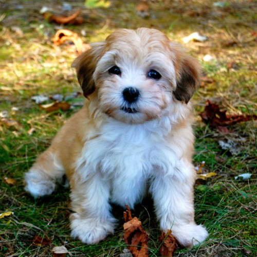 cheap havanese puppies χαβανέζ havanese cheapet pet shop κατοικίδια αγορά cheap havanese puppies χαβανέζ havanese cheapet pet shop κατοικίδια αγορά