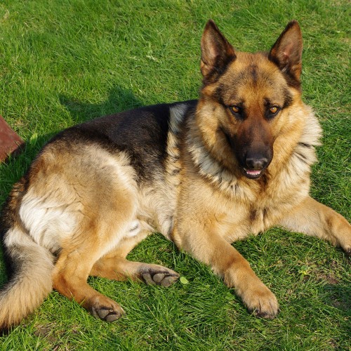 cheap german shepherd puppies german shepherd puppies cheap breeds picture cheap german shepherd puppies german shepherd puppies cheap breeds picture
