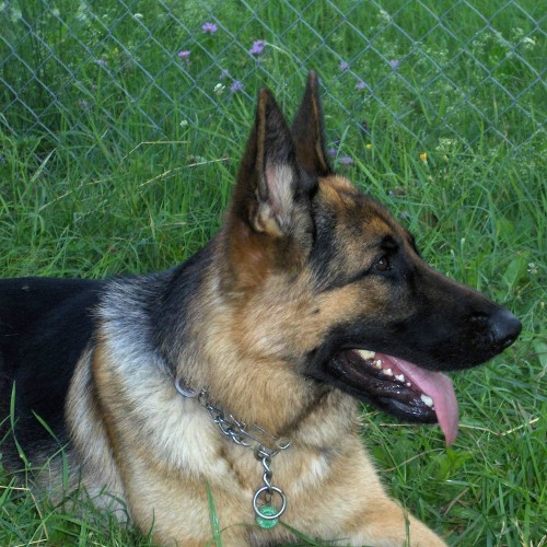 cheap german shepherd puppies γερμανικός ποιμενικός german shepherd cheapet pet shop cheap german shepherd puppies γερμανικός ποιμενικός german shepherd cheapet pet shop